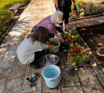 マリーゴールドやベコニアの苗を植えていきますが、植えるまえに根に水分を含ませて土に植えていきます。